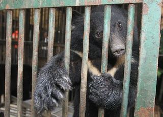 환경부 “2026년부터 곰 사육 금지…기존 곰은 정부가 관리”