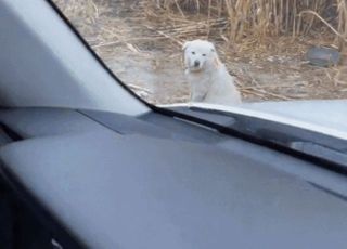 "미국서는 행복하길 바랐는데"…한겨울 철교 아래 묶인 채 방치된 입양 진돗개