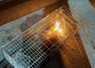 고양이 얼굴 불태운 학대범, 실마리 잡혔다…"충북 옥천 거주 가능성"