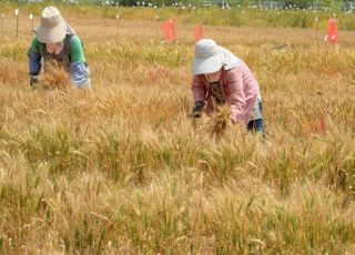 곡물난에 ‘국산 밀’ 정부 비축량 5600t 늘린다