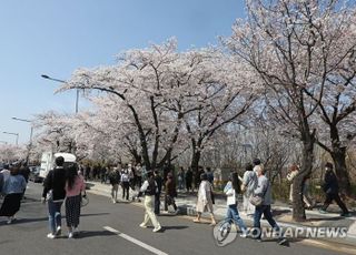 3년 만에 여의도 벚꽃길 열렸다…17일까지 개방, 경찰 1.7㎞ 구간 차량통제