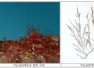 해양생물자원관 “가는보라색우무, 항염·항산화·항균효과에 탁월”