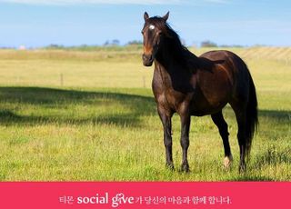 티몬, 은퇴 경주마 후원 '소셜기부' 개최