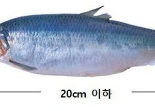 어린 청어 ‘솔치·청어멸치’…“팔지도 사지도 말아야”