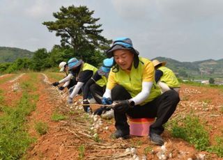 농협손보, 여름철 농촌 일손돕기 실시