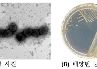 낙동강생물자원관, 옥시벤존 분해하는 신종 미생물 발견