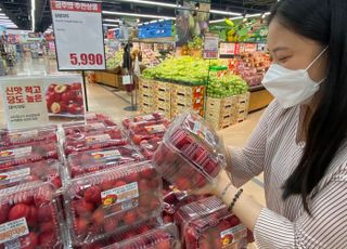 ‘맛도 좋은데 착한 가격까지’ 대형마트 상생 아이콘이 된 ‘못난이 과일’