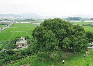 "사방에 쓰레기 천지"…'우영우' 속 팽나무 관광객 한 번에 몰려 몸살