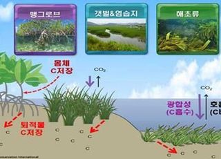 수산자원공단 “바다숲 1ha당 3.4t 탄소 흡수…블루 카본 가치 높아”