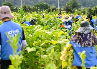 KT&amp;G, 잎담배 농가 수확 봉사활동 진행
