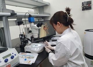 충남서 일본뇌염 매개 모기 올해 첫 발견…급성 진행시 사망률 30%