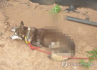 제주서 화살 맞은 시베리아 허스키 발견…경찰 수사 착수