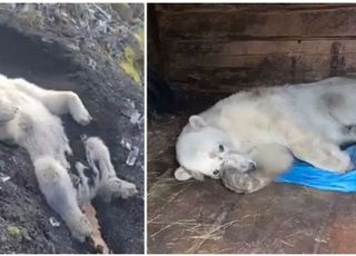 "총 맞고 발견된 북극곰…탈진한 상태서 앞발 휘저으며 도와달라고"