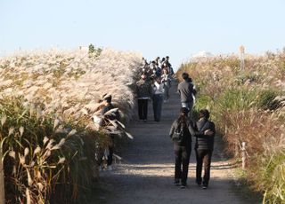 '억새 사이 걸으며 추억 만들기'