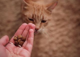 "길고양이 밥 주지마"...캣맘 얼굴에 침 뱉고 마구 때린 40대男