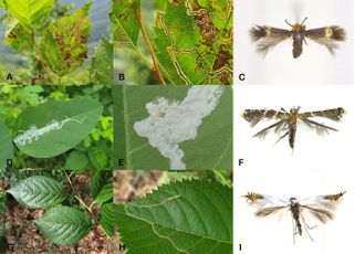 국립수목원, 식물 잎에 낙서 남기는 곤충의 정체 찾아 내
