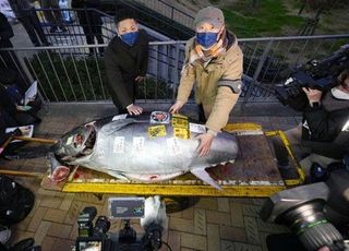 일본서 새해 첫 참치 경매…3억5000만원 초고가 낙찰 '눈길'
