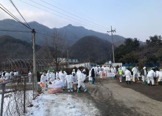 포천시에서 아프리카돼지열병 발생…경기북부 비상