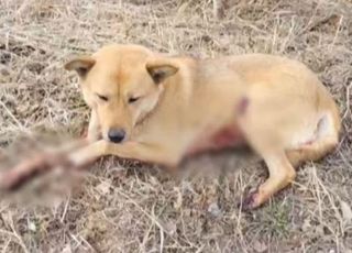 오토바이 개 매달고 도로 질주해 피투성이…이유 묻자 "이사 하려고"