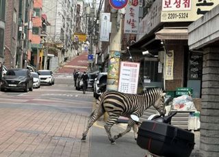 '너 어디서 왔니?' 서울 자양동 주택가 돌아다니고 있는 얼룩말…어린이대공원서 탈출