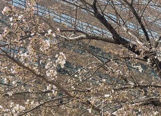 '봄이 왔어요'…서울 벚꽃 역대 2번째로 일찍 개화