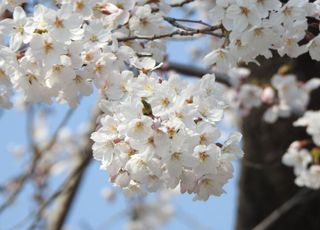 경기도 벚꽃 개화, 3월말 안성 4월초 오산.여주.남양주서 시작.. 3~10일 빨라