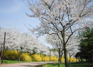 수도권매립지공사, 드림파크 야생화 공원 개방…산책로 등