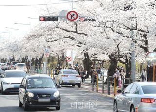 '여의도 가득 메운 벚꽃...어느덧 봄'