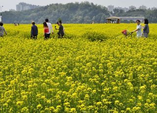 구리시, 4년 만에 유채꽃 축제 개최