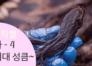 4~5년근 인삼 활용법 찾았다…인삼시장 다크호스 ‘흑삼’[新농사직썰-월령가④]