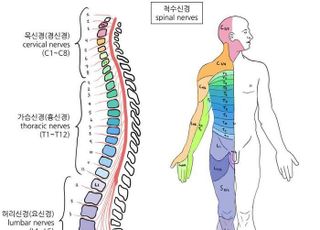 척수신경을 알아야 내 병을 안다