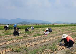 경기도농수산진흥원, 용인 양파농가서 농촌 봉사활동