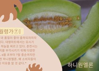 45일 동안의 꿀맛…맛·당도·브랜드 모두 잡은 춘천 ‘하니원멜론’[新농사직썰-월령가⑥]