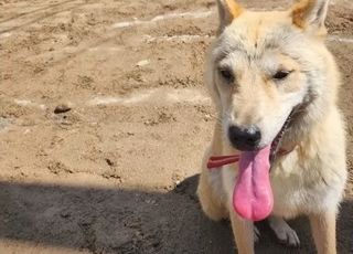 "멍멍, 저 돌아왔어요" 산사태 실종견 28시간만에 무사귀환