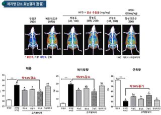 국산 ‘팥순’으로 다이어트 효과…10주만에 실험쥐 체지방 25% ‘뚝’