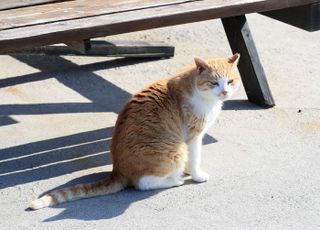 서울 용산구 이어 관악구도…고양이 고병원성 AI 의심사례 확인