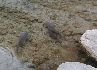 서울시설공단 "청계천 물고기 폐사, 집중호우로 오수 유입 추정"