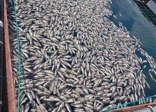 바다가 끓는다…오염수에 고수온까지 양식 어장 ‘초비상’