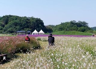 양주시, 나리농원서 국내 대표 천일홍 가을축제 개최