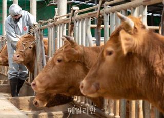 충남 서산 한우농장서 럼피스킨병 발생…국내서 첫 사례