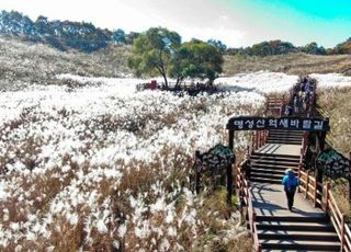포천시, 제26회 포천산정호수 명성산억새꽃 축제 성료