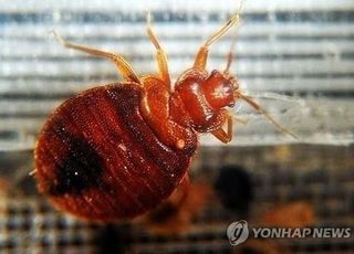 50년 만에 출몰 빈대, 물리면 이렇게 대처해야…해외 여행시 주의할 점은?