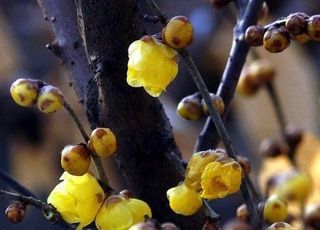 '겨울 어디갔어' 봄 같은 주말 날씨 …'이상 고온' 주의할 점은?