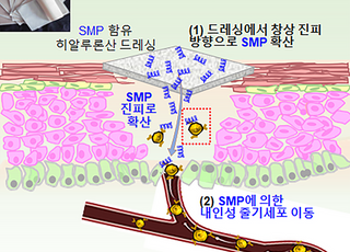 아주대 공동 연구팀, 내인성 줄기세포 활용 피부 상처 치료 방안 개발