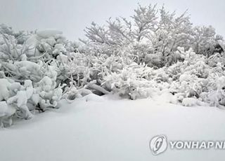 혹한 속 실종된 치매노인, 집 근처 임야에서 숨진 채 발견