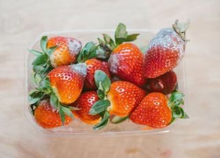 "곰팡이 핀 딸기, 먹어도 되나요?"…제철 딸기 보관 방법과 효능