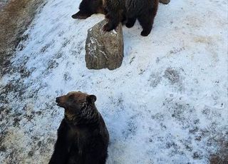 환경부, 곰 탈출 사고 재발 방지 위해 농가 전수 조사