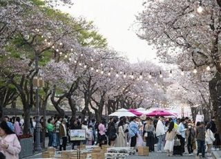 "봄이 왔다"…다음주 개막하는 '벚꽃축제' 어디?
