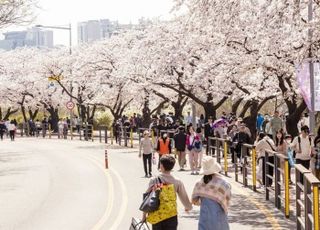 서울 영등포구, 29일부터 내달 2일까지 '여의도 봄꽃축제'