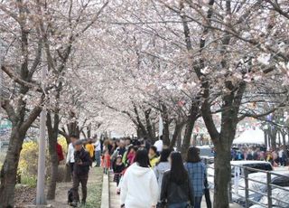 안양충훈벚꽃축제 오는 30~31일 개최